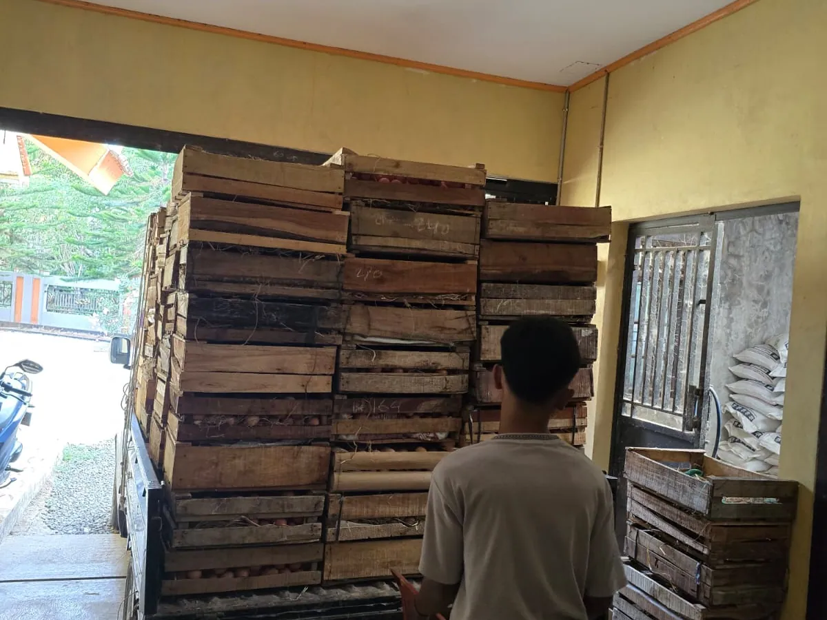 Peti kayu berisi telur dimuat ke armada pick-up di gudang Azzam Mitra Tegalpingen